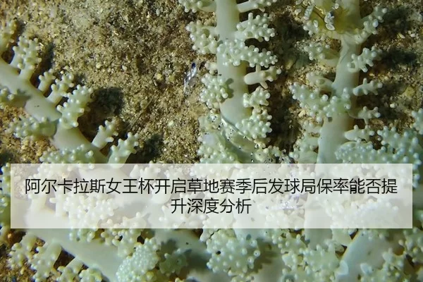 a-er-ka-la-si-nv-wang-bei-kai-qi-cao-di-sai-ji-hou-fa-qiu-ju-bao-lv-neng-fou-ti-sheng-shen-du-fen-xi-2-395.jpg